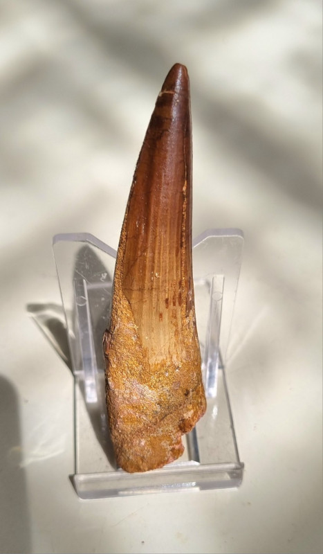 Spinosaurus aegypticus tooth 8.5cm, Kem Kem 02.jpg