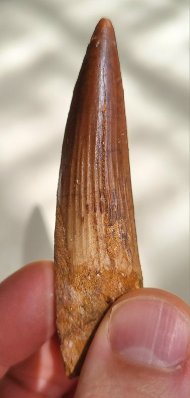 Spinosaurus aegypticus tooth 8.5cm, Kem Kem 06.jpg