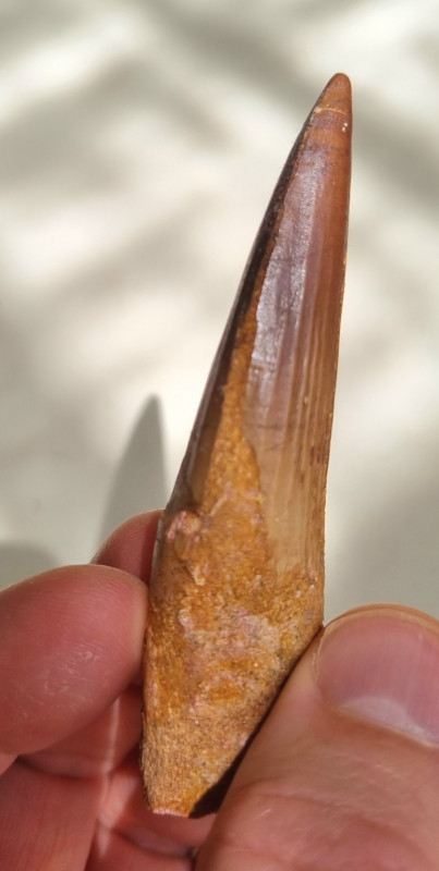 Spinosaurus aegypticus tooth 8.5cm, Kem Kem 07.jpg