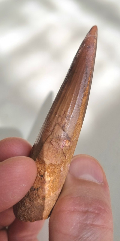 Spinosaurus aegypticus tooth 8.5cm, Kem Kem 09.jpg