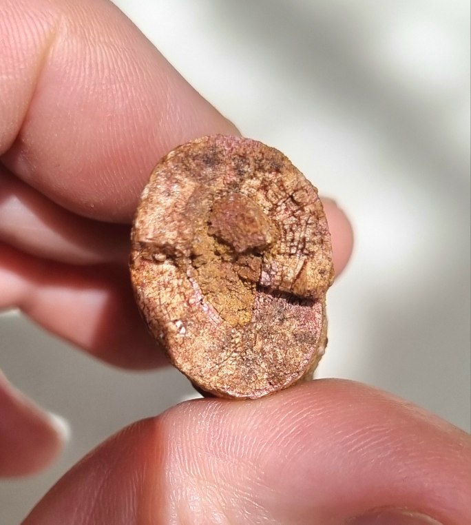 Spinosaurus aegypticus tooth 8.5cm, Kem Kem 11.jpg