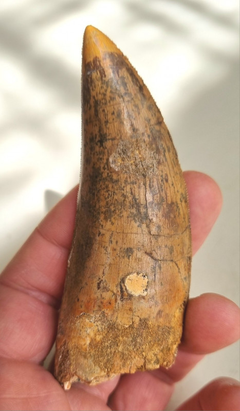 11cm Carcharodontosaurus tooth, Kem Kem 08.jpg