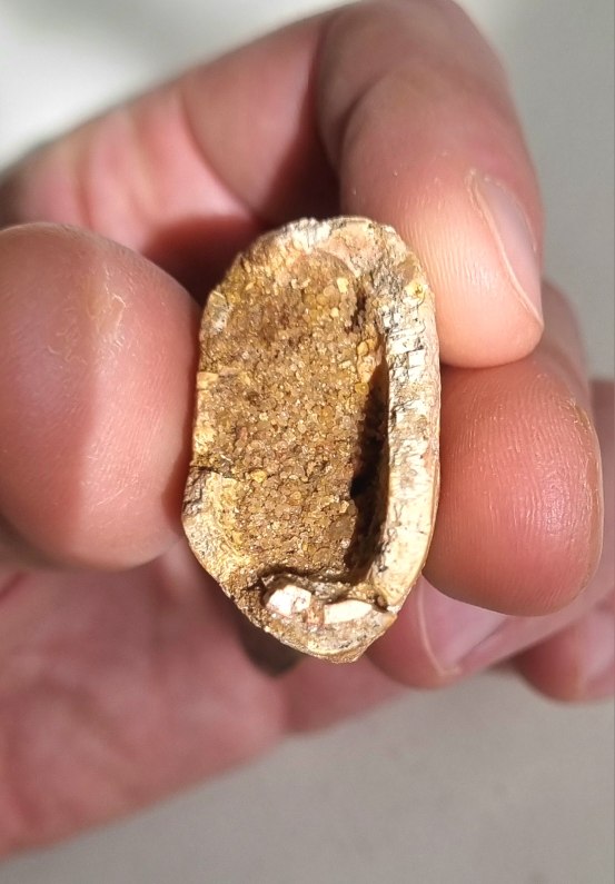 11cm Carcharodontosaurus tooth, Kem Kem 10.jpg