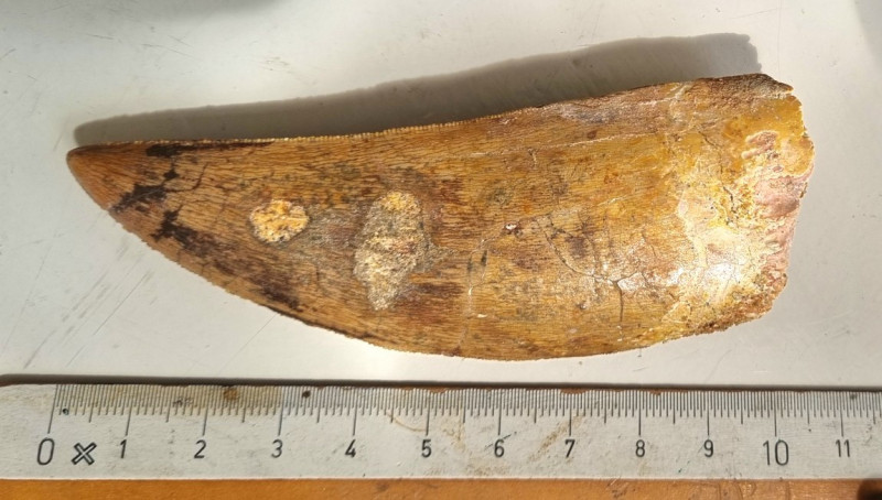 11cm Carcharodontosaurus tooth, Kem Kem 11.jpg
