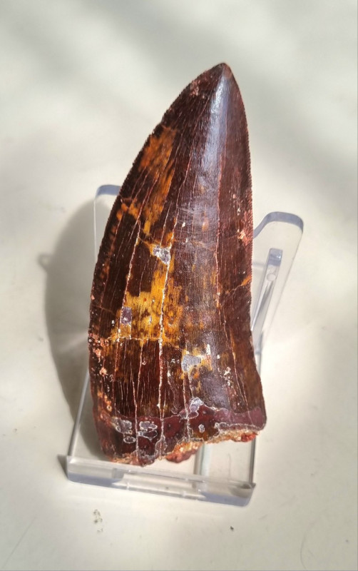 9cm red Carcharodontosaurus sp. tooth 02.jpg