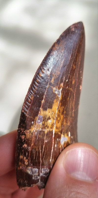 9cm red Carcharodontosaurus sp. tooth 04.jpg