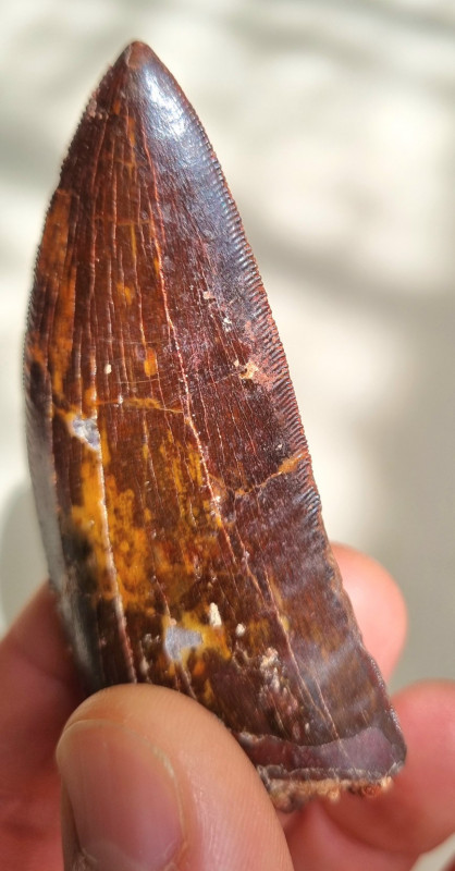 9cm red Carcharodontosaurus sp. tooth 06.jpg