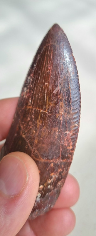 9cm red Carcharodontosaurus sp. tooth 08.jpg