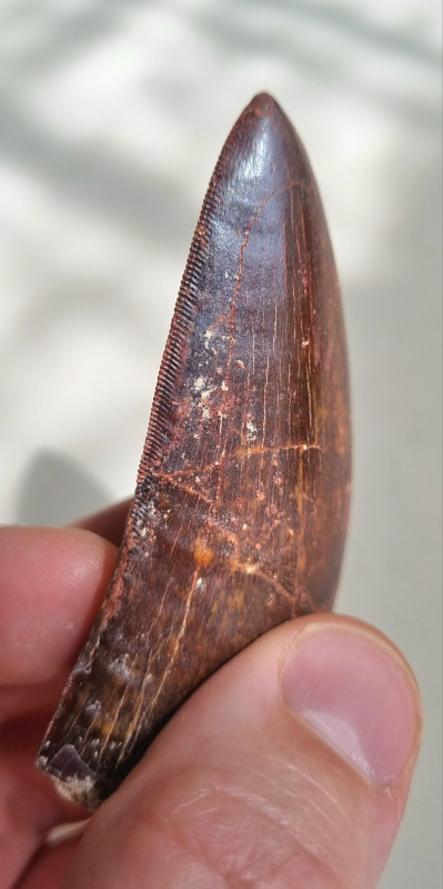 9cm red Carcharodontosaurus sp. tooth 09.jpg