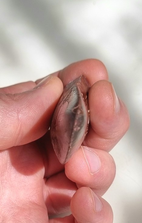 9cm red Carcharodontosaurus sp. tooth 11.jpg