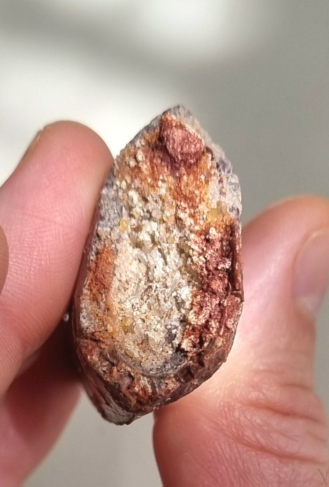 9cm red Carcharodontosaurus sp. tooth 12.jpg