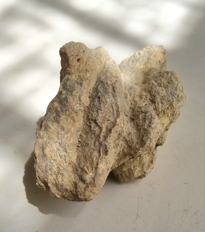 Herbivorous coprolite Hell Creek, Wyoming 03.jpg