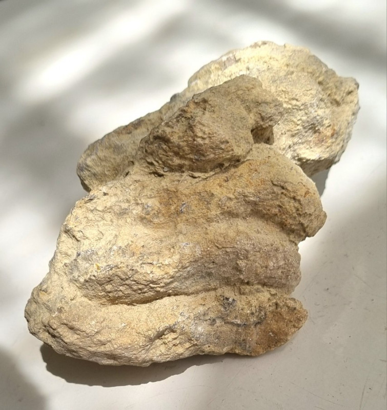 Herbivorous coprolite Hell Creek, Wyoming 04.jpg