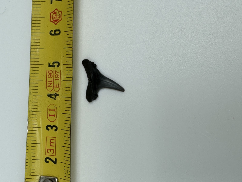 IMG_2586.jpeg (1.94 MiB) 1235 keer bekeken IMG_2586.jpeg