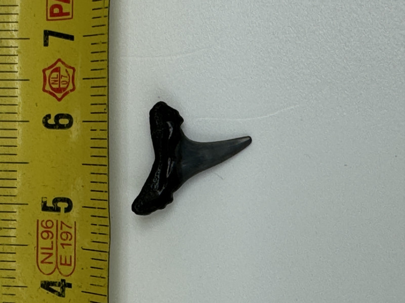 IMG_2587.jpeg (1.69 MiB) 1235 keer bekeken IMG_2587.jpeg