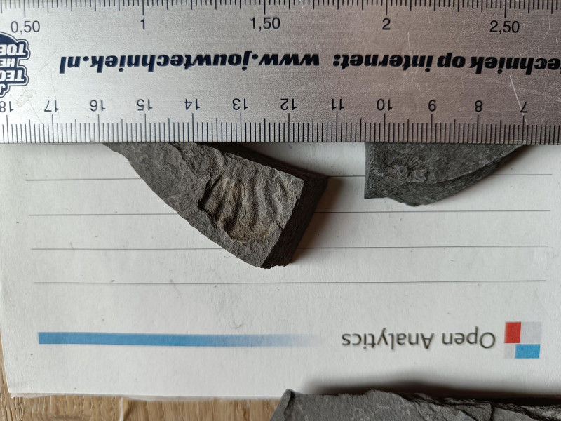 fossielen_UK_131321.jpg
