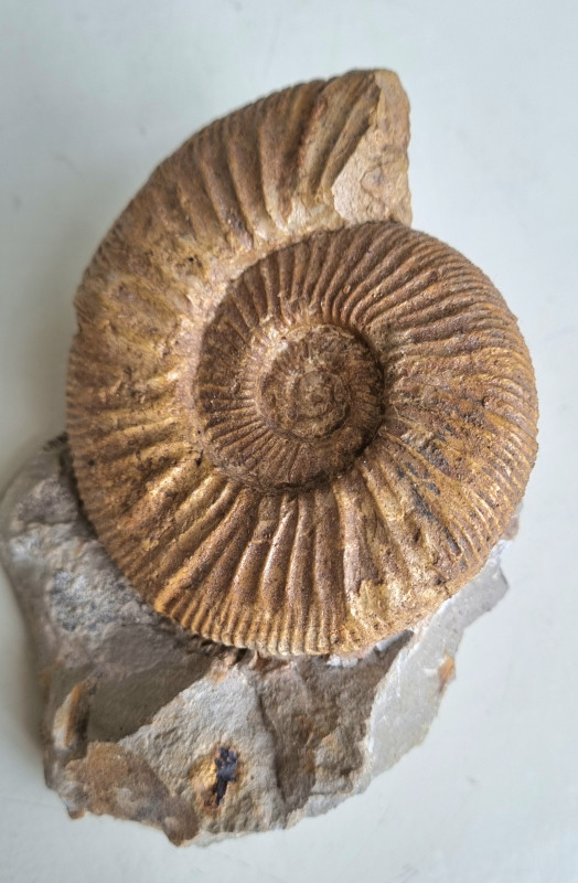 Ataxioceras sp. ammonite, Böttingen 02.jpg