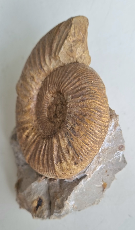 Ataxioceras sp. ammonite, Böttingen 04.jpg
