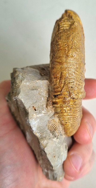 Ataxioceras sp. ammonite, Böttingen 06.jpg