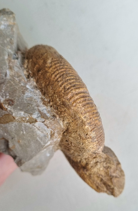 Ataxioceras sp. ammonite, Böttingen 07.jpg