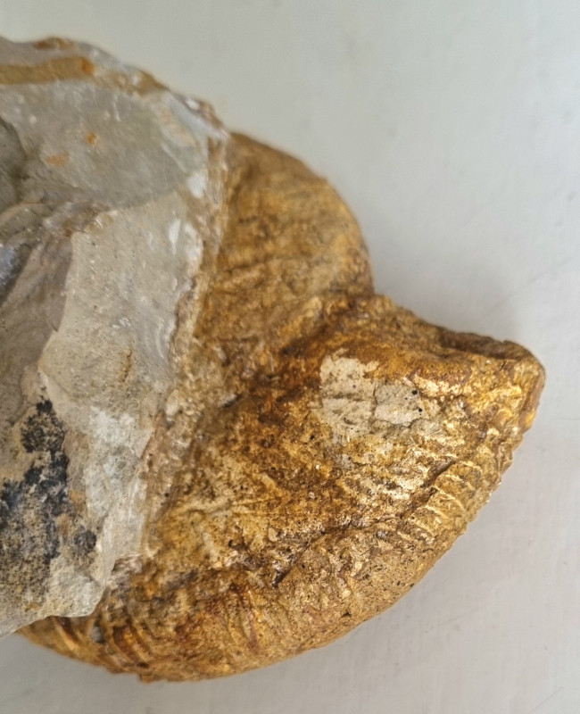 Ataxioceras sp. ammonite, Böttingen 08.jpg