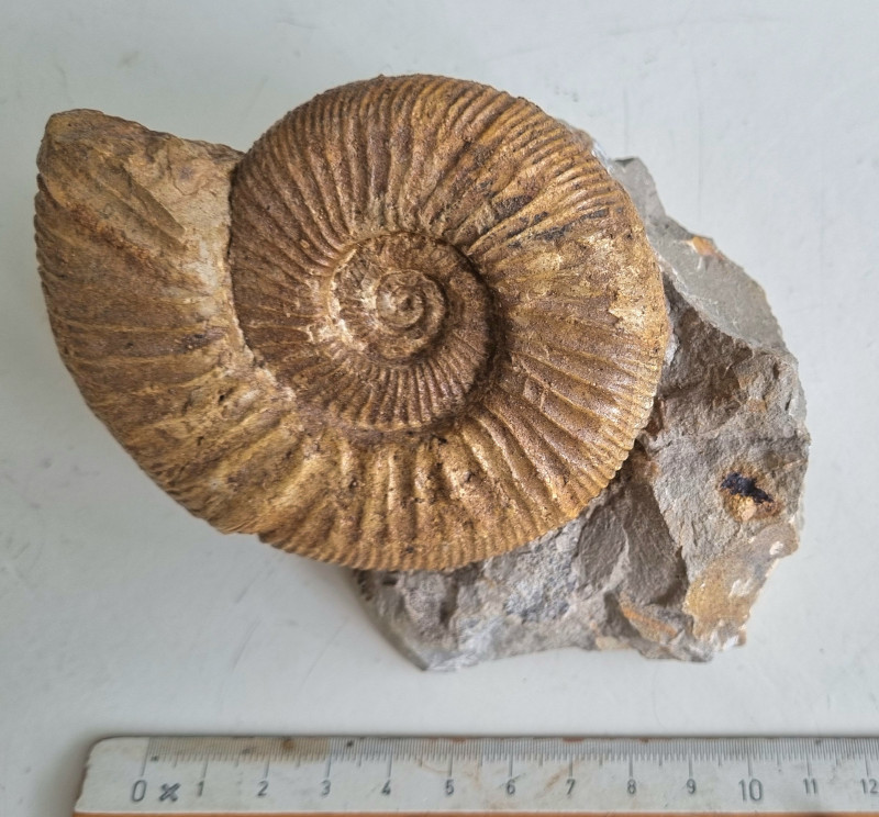 Ataxioceras sp. ammonite, Böttingen 10.jpg