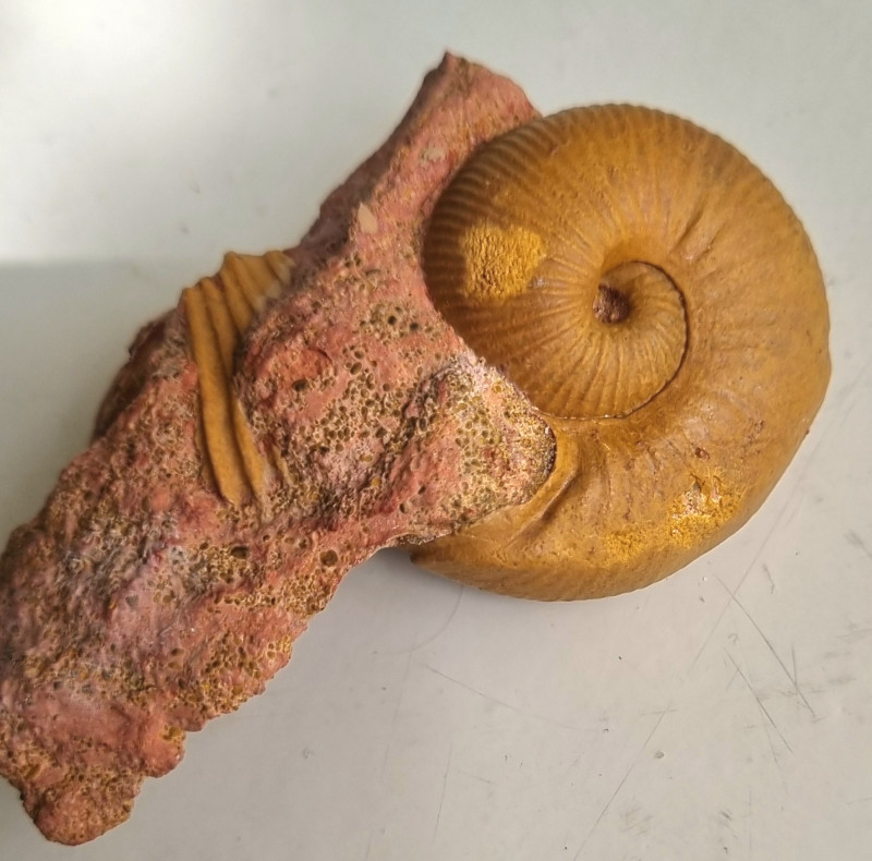 Bullatimorphites microstoma, Unwill 01.jpg