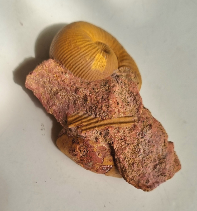 Bullatimorphites microstoma, Unwill 04.jpg