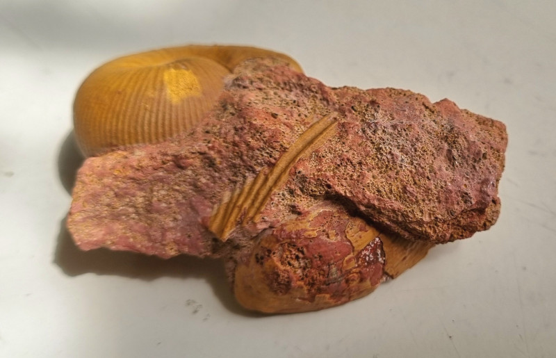 Bullatimorphites microstoma, Unwill 05.jpg