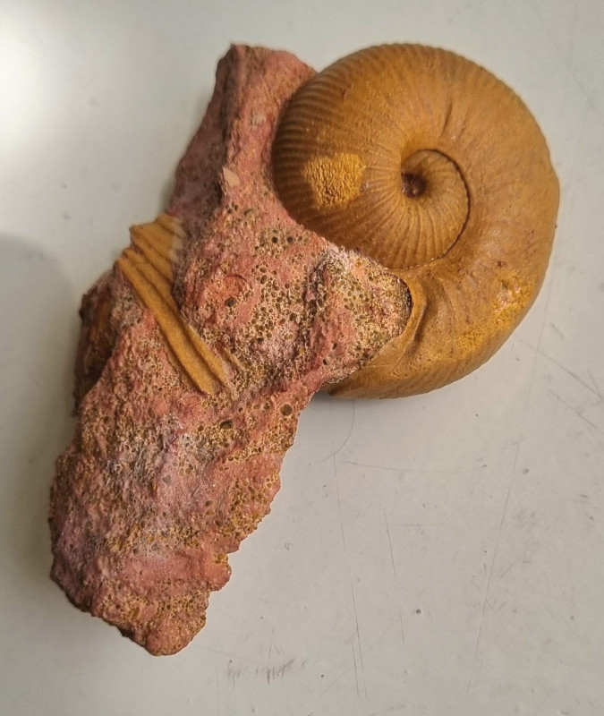 Bullatimorphites microstoma, Unwill 06.jpg