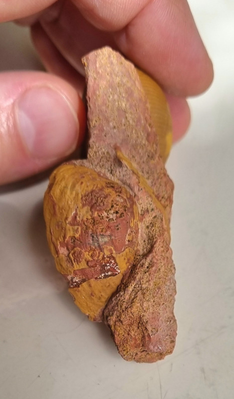 Bullatimorphites microstoma, Unwill 09.jpg