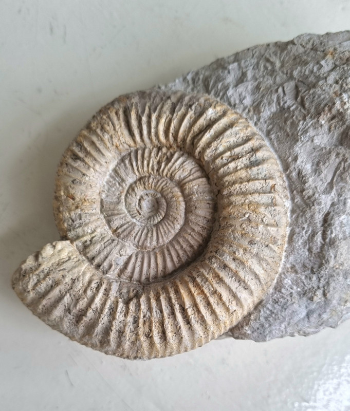 Perisphictes sp. ammonite Balingen mountains 01.jpg