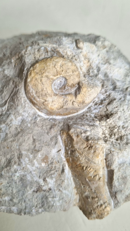 Perisphictes sp. ammonite Balingen mountains 04.jpg