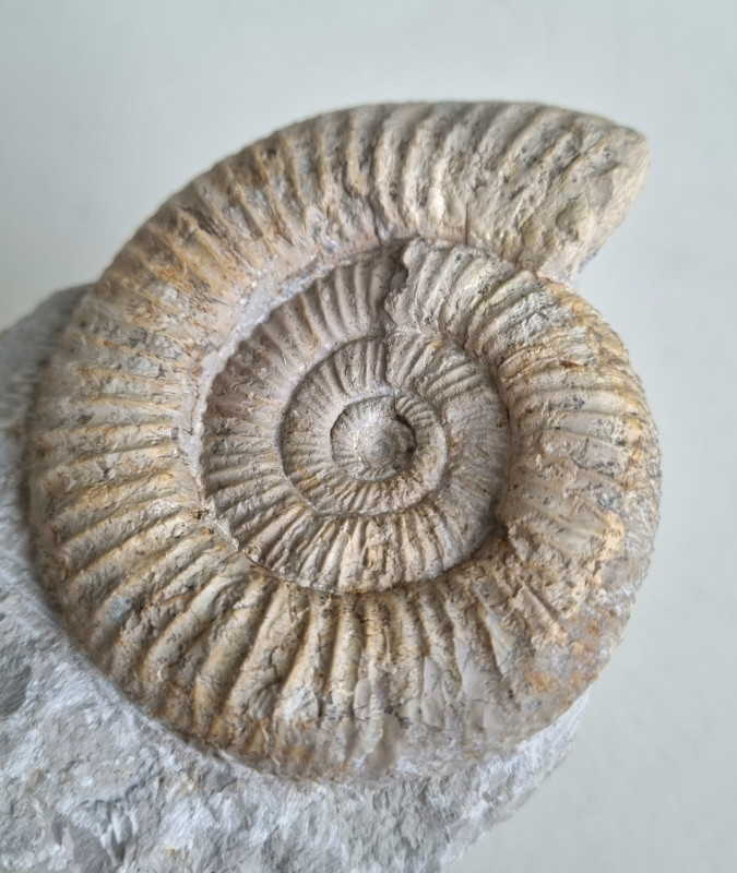 Perisphictes sp. ammonite Balingen mountains 06.jpg