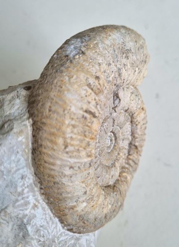 Perisphictes sp. ammonite Balingen mountains 07.jpg