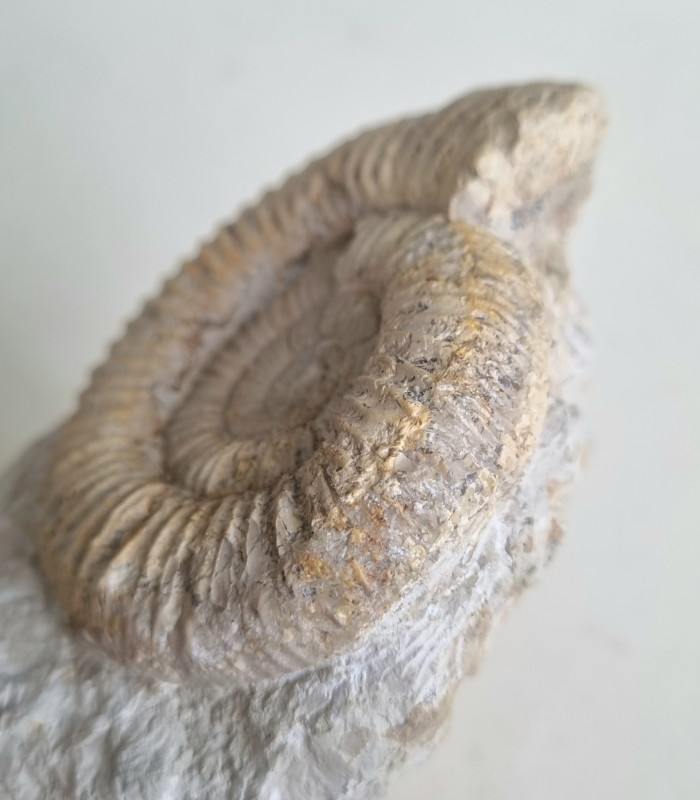 Perisphictes sp. ammonite Balingen mountains 08.jpg