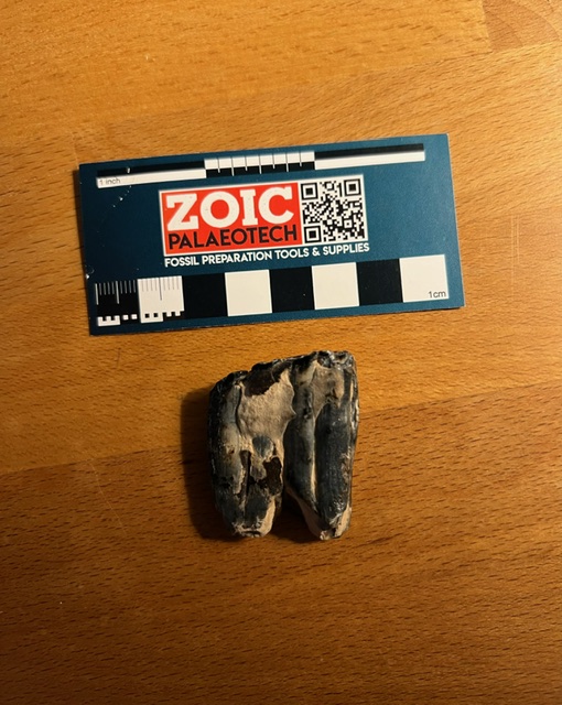 image2 (4).jpeg