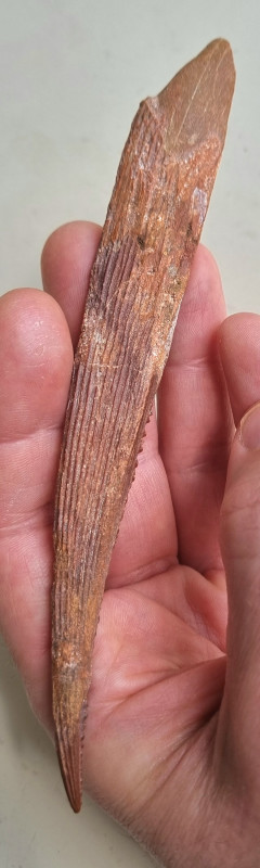 Kem Kem shark fin spine 01.jpg