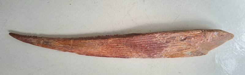 Kem Kem shark fin spine 02.jpg