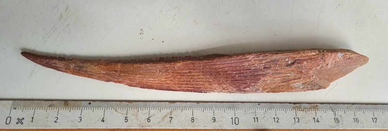 Kem Kem shark fin spine 03.jpg