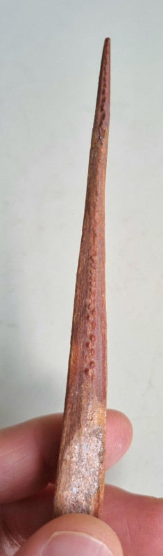 Kem Kem shark fin spine 04.jpg