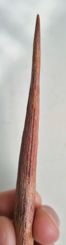 Kem Kem shark fin spine 05.jpg