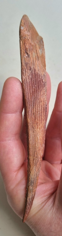 Kem Kem shark fin spine 06.jpg