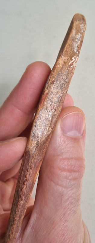 Kem Kem shark fin spine 07.jpg