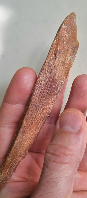 Kem Kem shark fin spine 08.jpg