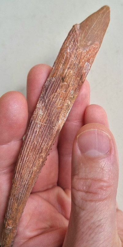 Kem Kem shark fin spine 09.jpg