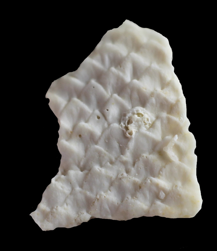 H. odontophora.JPG
