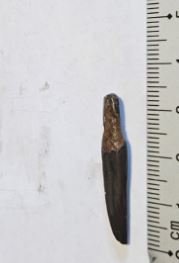 zee egel stekel.JPG