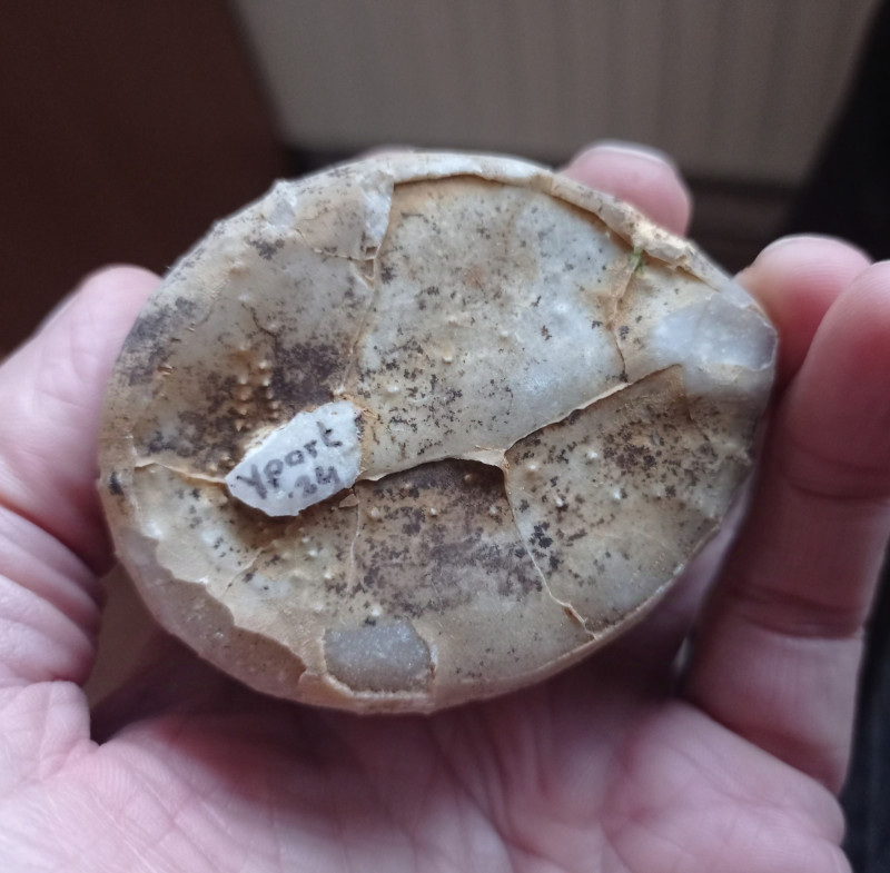 Echinocorys Yport 2024 b.jpg