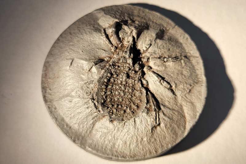 Eophrynus.jpg